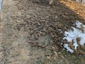 IMG-0241