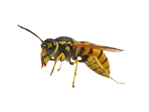 bees-wasp-300x225