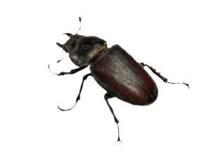 beetle-300x225