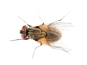 housefly-300x225