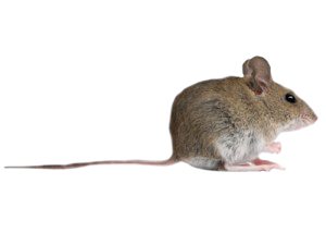 mouse1-300x225