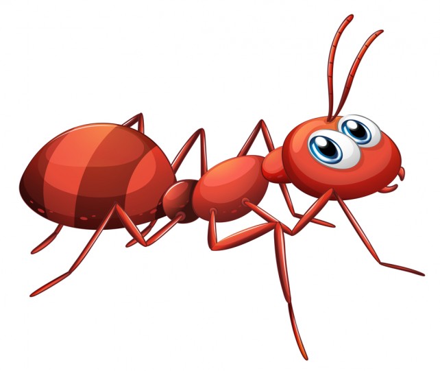 Ants in Your Plants