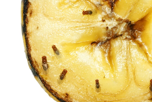 Flies in Your Home During Summer Months