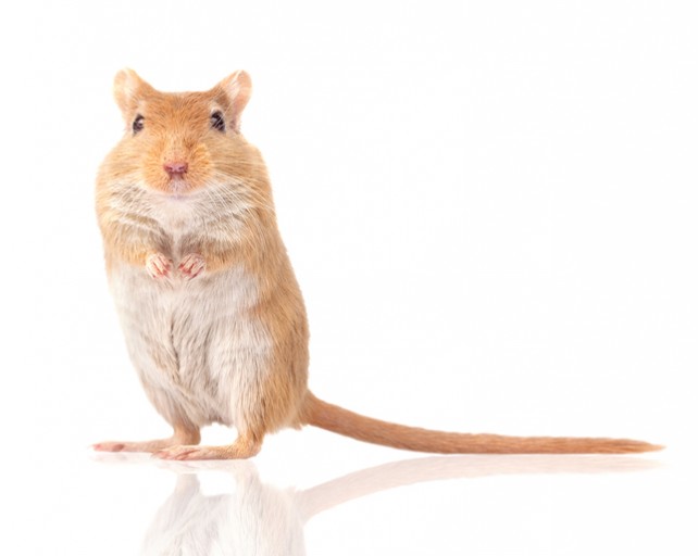 Pest Activity during Winter Months in Calgary