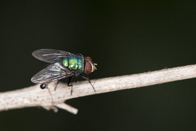 Cluster Flies in Calgary