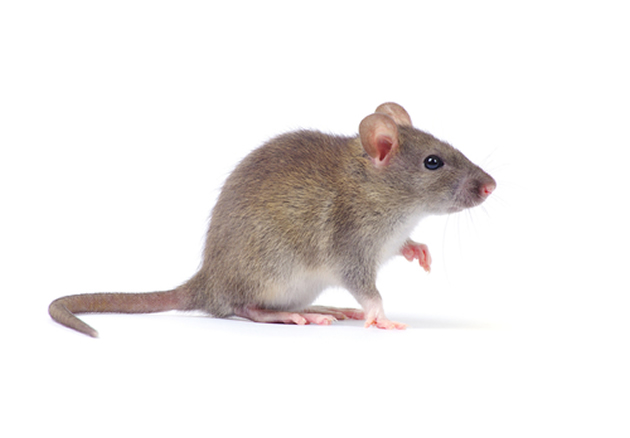 Mice Infestation in Calgary