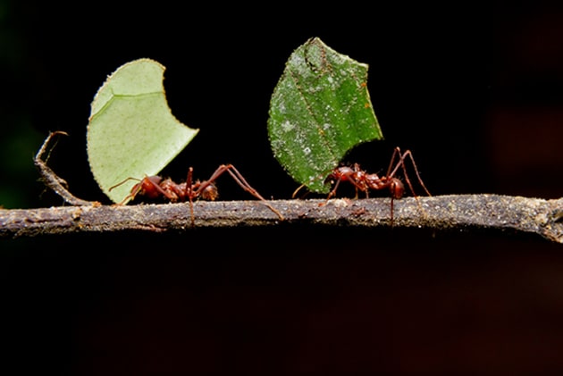 Pharaoh Ants Surviving Winter in Your Calgary House
