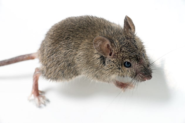 Mice Control in Calgary