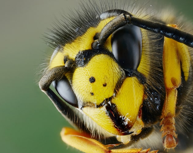 bees