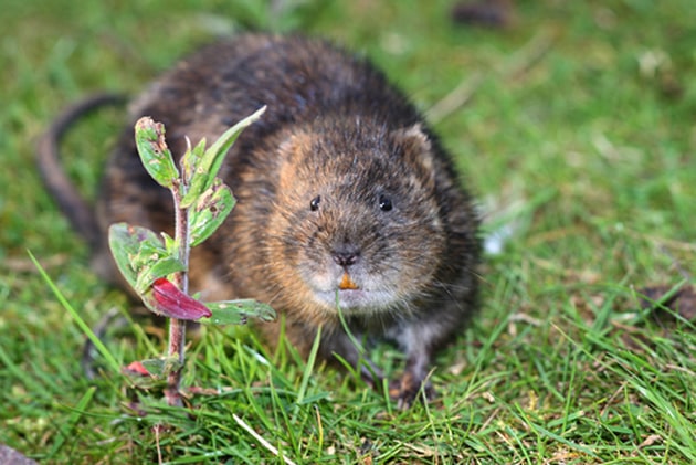 Calgary Pest Control – Voles Impacting Calgary Homes