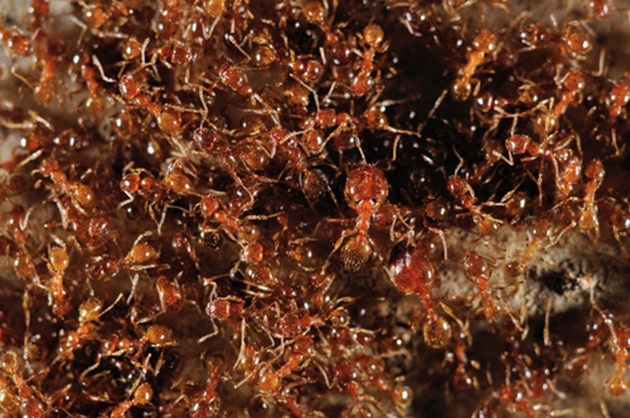 Ants in Calgary – They’re Back!!