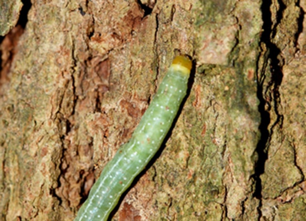 Tree Insects – When To Call A Calgary Pest Control Company