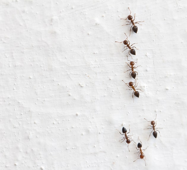 Are Ants Wrecking Your Summer?