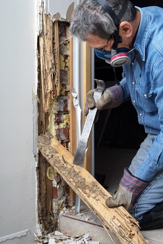 Common Places to Find House Pests