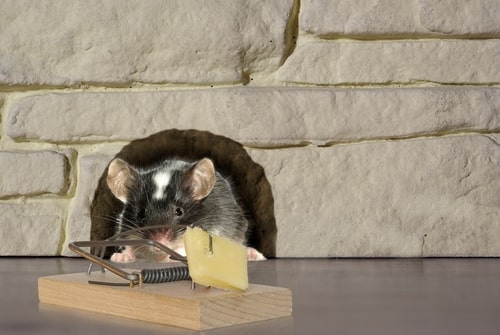 All about Mice in Calgary