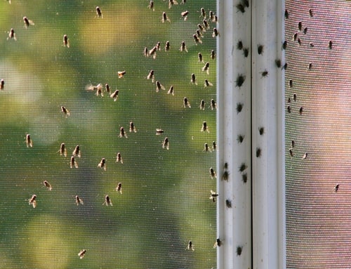 How To Prepare Your Home For Winter Pests
