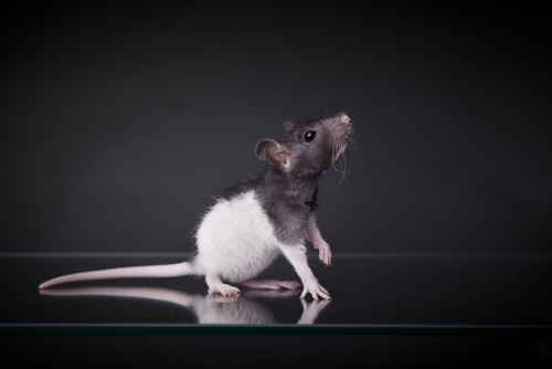 Proper Cleanup of Mouse Droppings