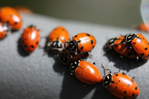 Overwintering Insects – Hibernating to Survive the Cold