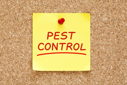 Hiring a Calgary Pest Control Company
