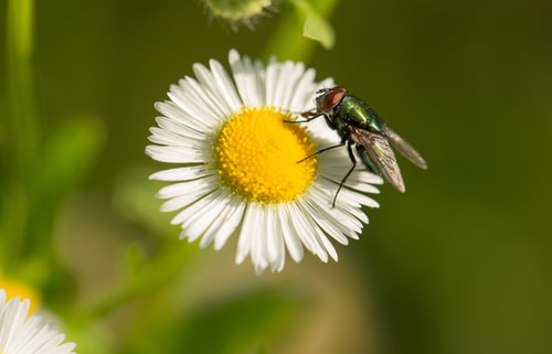 Spring is Coming – What Kind of Pests You Can Expect to See