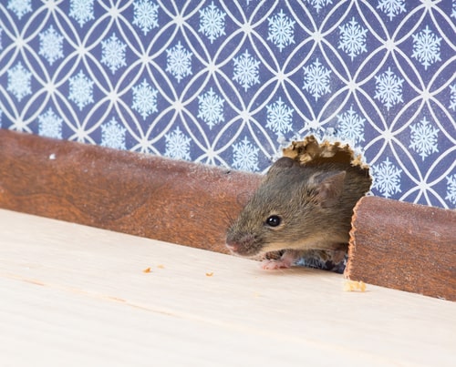 Protect Your Home by Keeping Mice Away