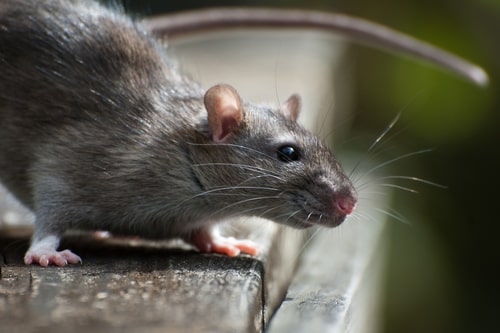 How Your Health is Affected by Rodent Activity