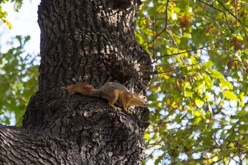 Squirrels – Not As Cute As They Appear