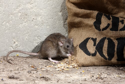 Winter-Proofing Your Home against Pests and Small Rodents