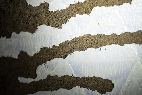 How to Recover From a Pest Infestation in Your Business