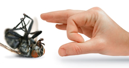 The Cons of DIY Pest Removal