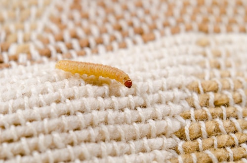 Moths May Appear Harmless – Until They’re Living in Your Home