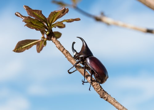 Beetle Mania!