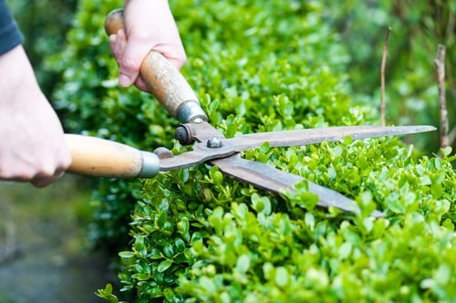Are You Causing a Bug and Pest Problem in Your Home?
