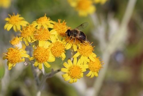 Why You May Be Noticing Cluster Flies in Early Spring