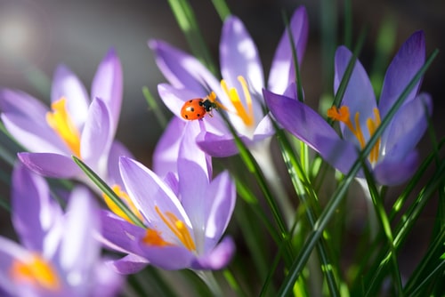 Spring is Approaching – Look-out for Bug Activity