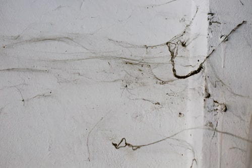 Does Your Garage Have Bugs and Critters?