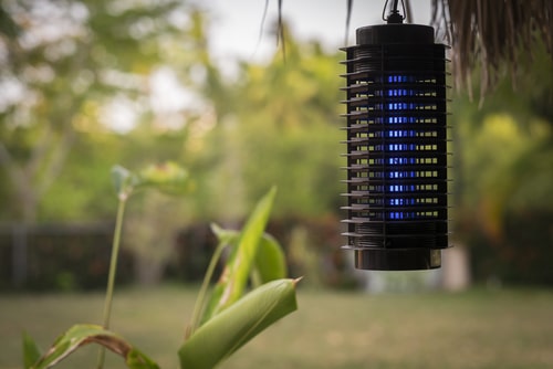 The Do’s and Don’ts of Bug Traps