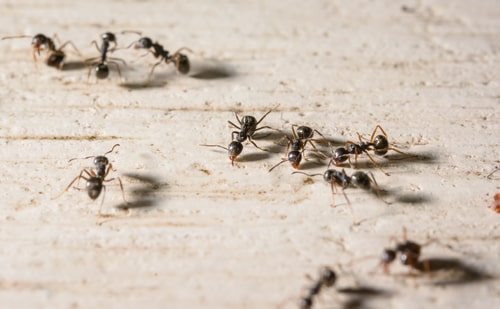 Indoor Bugs and How to Keep Them Out
