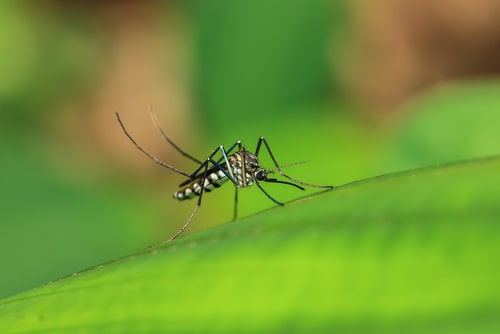 Summer Weather Brings Bug Problems