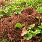 Ants – Possibly One of Summer’s Most Annoying Insects - One Man and a Lady Bug - Pest Control in Calgary