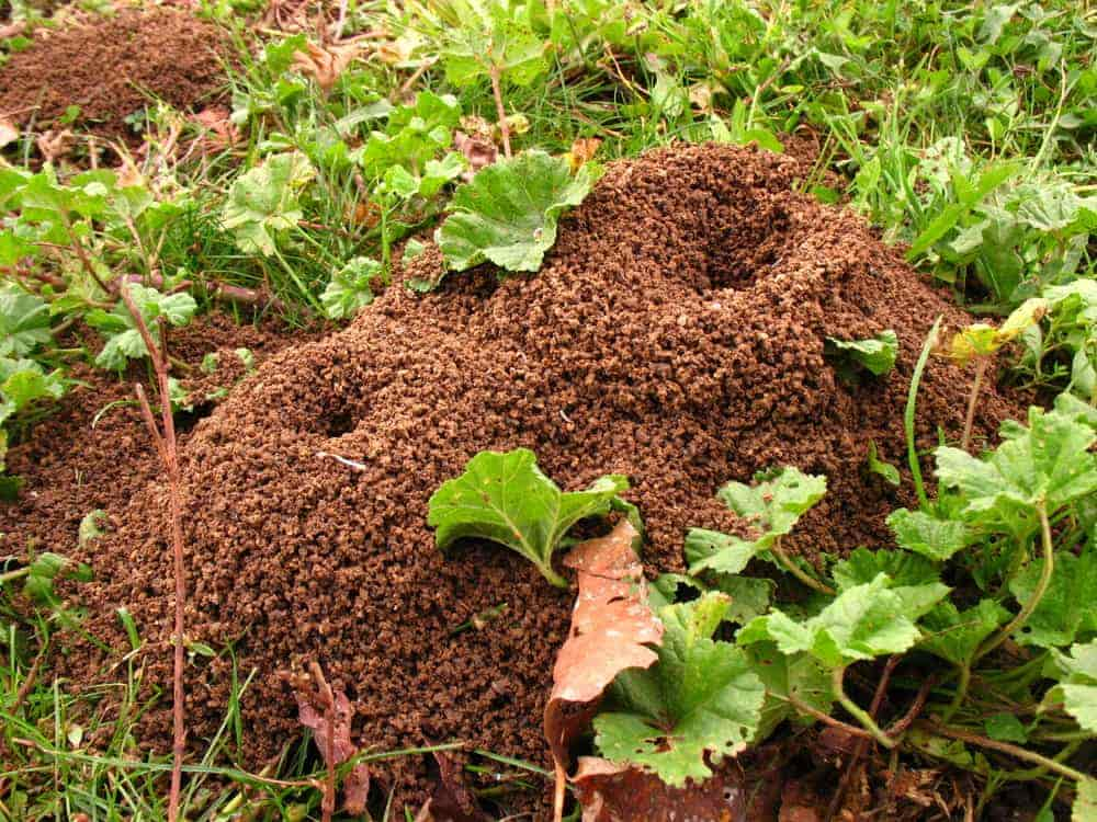 Ants – Possibly One of Summer’s Most Annoying Insects - One Man and a Lady Bug - Pest Control in Calgary