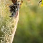 Spiders – Finding Refuge as Temperatures Cool - One Man and a Lady Bug - Pest Control Experts Calgary