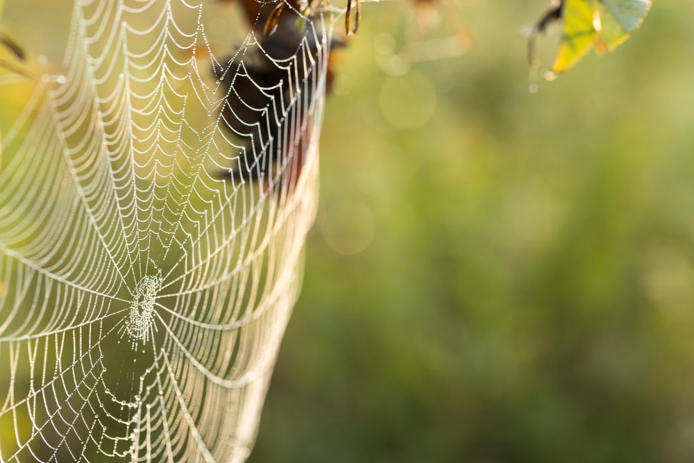 Spiders – Finding Refuge as Temperatures Cool - One Man and a Lady Bug - Pest Control Experts Calgary