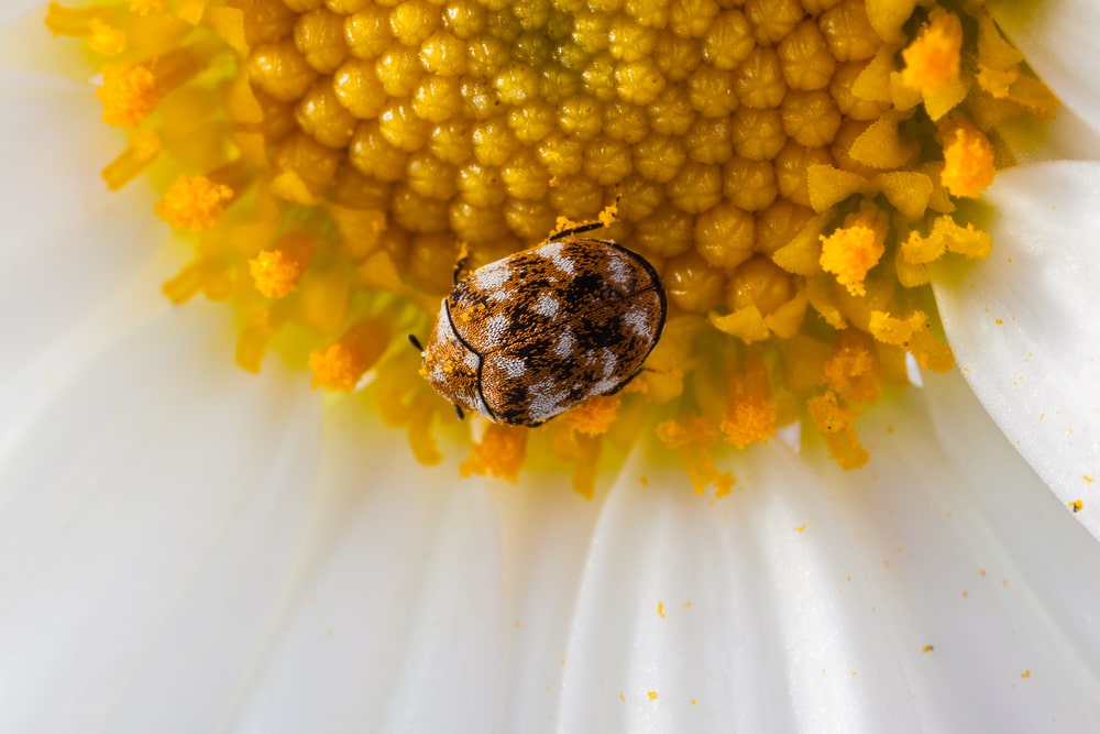 Beetles – Eating Just About Everything - One Man and a Lady Bug - Pest Control Experts Calgary