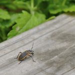 Box Elder Bugs – Why They Appear in the Fall - One Man and a Lady bug - Pest Control Experts in Calgary