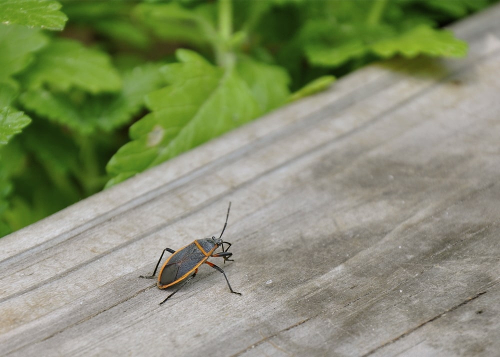 Box Elder Bugs – Why They Appear in the Fall - One Man and a Lady bug - Pest Control Experts in Calgary