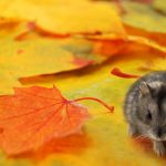 Preventing Mice From Entering Your Home This Fall - One Man and a Lady Bug - Pest Control Calgary