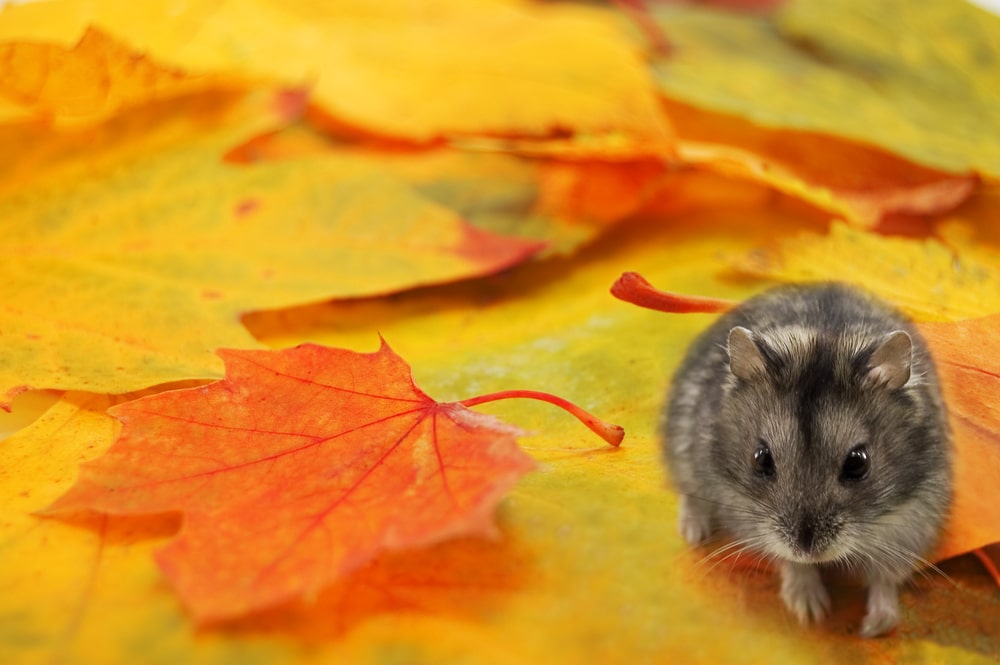 Preventing Mice From Entering Your Home This Fall - One Man and a Lady Bug - Pest Control Calgary