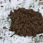 Does a Cold Winter Mean Fewer Bugs Next Spring? - One Man and a Lady Bug - Pest Control Calgary