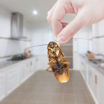 Cockroaches – They’re Not Just Found in Dirty Kitchens - One Man and a Lady Bug - Pest Control Experts Calgary